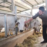 HD Serius Akan Kembangkan Sapi Belgian Blue