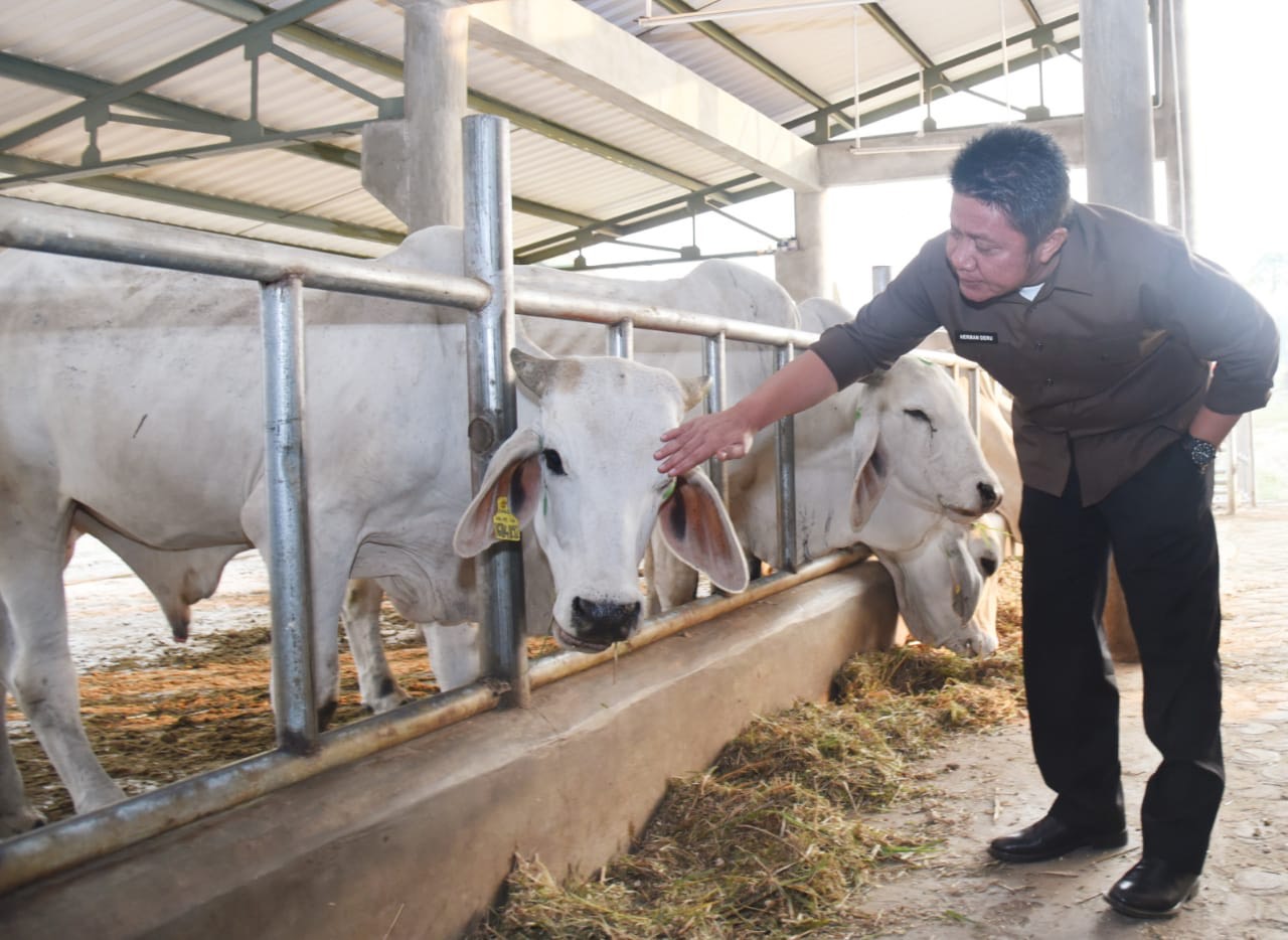 HD Serius Akan Kembangkan Sapi Belgian Blue