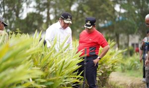 Merah Mata Kampung Laos Banyuasin, Raup Untung Rp50 Juta Perhektar