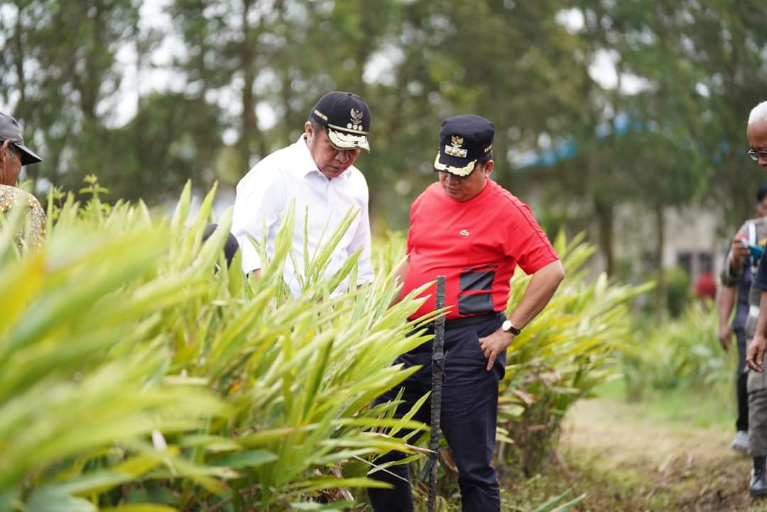 Merah Mata Kampung Laos Banyuasin, Raup Untung Rp50 Juta Perhektar