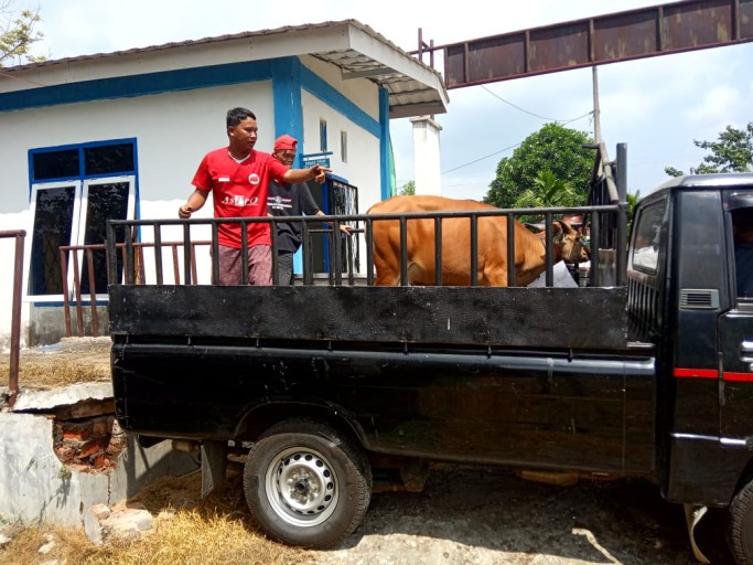 Pemkab Lahat Salurkan 46 Ekor Sapi untuk Masyarakat