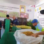 Produksi Rokok dari Talas Beneng, SMK Pertanian Lahat Ini Pasarkan Sampai ke Jawa Tengah