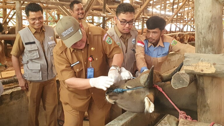 Tak Penuhi Syariat Umur Hewan Dikurbankan, DKPP Sumsel: Pahalanya Sedekah