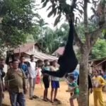 Siamang di Muba Dievakuasi dari Pemukiman, Langsung Dikirim ke BKSDA