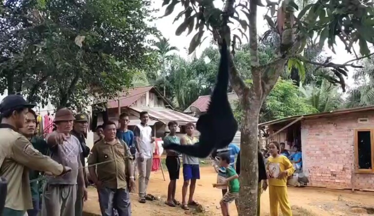 Siamang di Muba Dievakuasi dari Pemukiman, Langsung Dikirim ke BKSDA